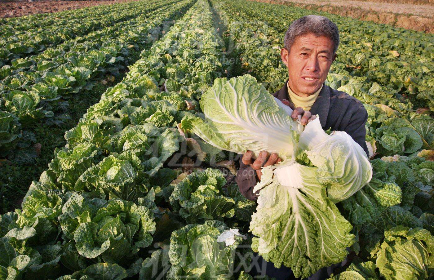 我國鮮活農(nóng)產(chǎn)品滯銷頻發(fā)的原因及對策研究(圖1)