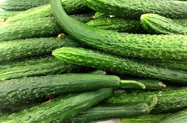 黃瓜(圖1)