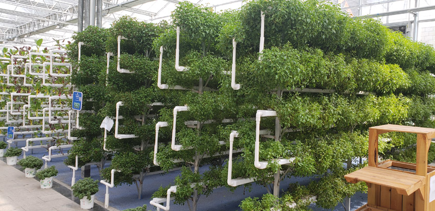 基地現(xiàn)代化大棚(圖1)