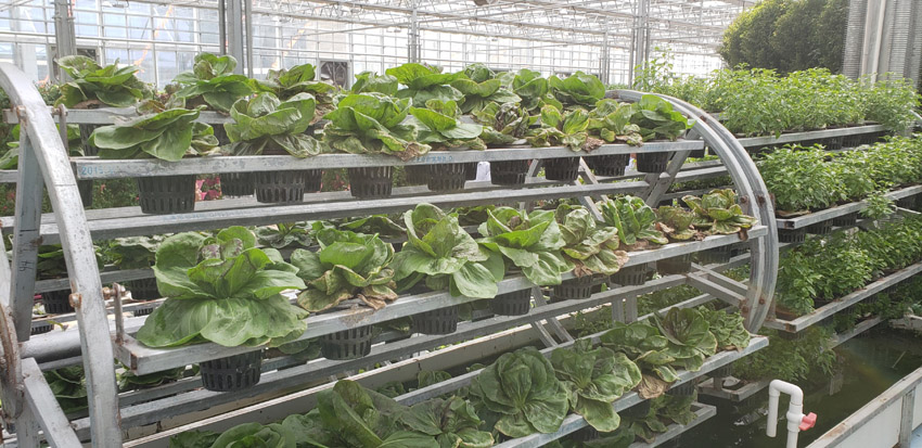 基地現(xiàn)代化大棚(圖2)