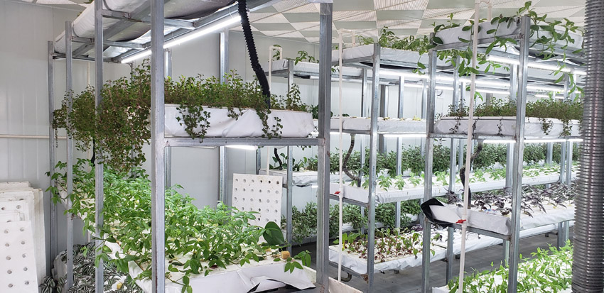 高端蔬菜種植基地(圖2)