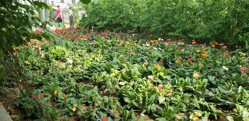 高端蔬菜種植基地(圖3)