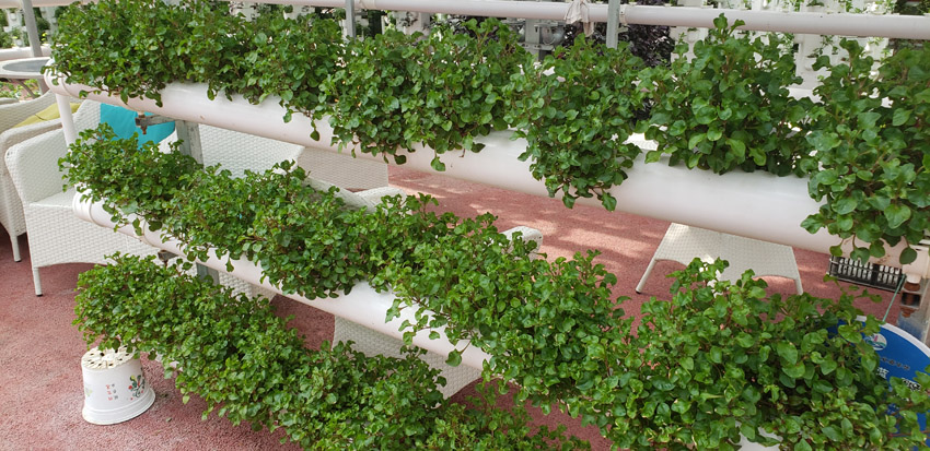 有機蔬菜種植(圖1)