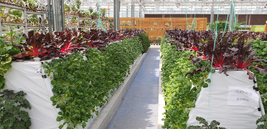 有機蔬菜種植(圖2)