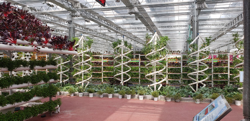 有機蔬菜種植(圖3)