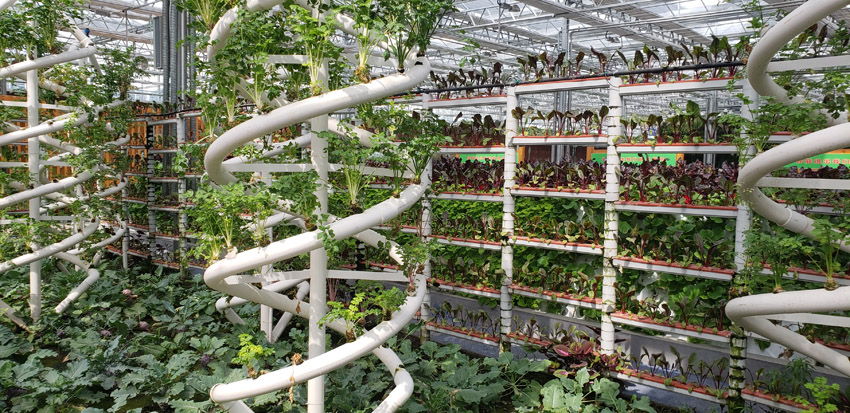 有機蔬菜種植(圖6)